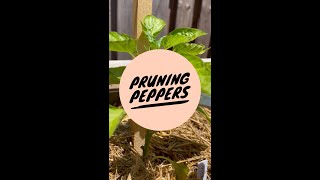 Pruning Your Pepper Plants? - an experiment