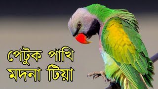 বোকা পাখি মদনা টিয়া | মজার সুন্দরি পাখি | Extraordinary Parrot Moustached Red Breasted Parakeet