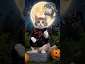 猫もハロウィンの準備！！ かわいい動画 猫かわいい