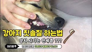 강아지 칫솔질 , 강아지 양치시기 , 강아지 양치  , 강아지양치질 쉽게하는법 꿀팁 알려드려요 👍