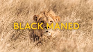 BLACK MANED LIONS - Lost in the KGALAGADI - Episode 3 (4K)