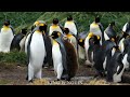 animals viral video 13 million views this video is natural beauty😍✨