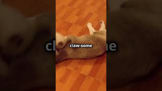 Cat Boxing Showdown: Feline Fighters in the Ring! 🥊🥊🥵 #viralvideo #youtubeshorts #cats  #trending