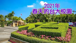 2021春天的台大校園 杜鵑花 魯冰花 流蘇花