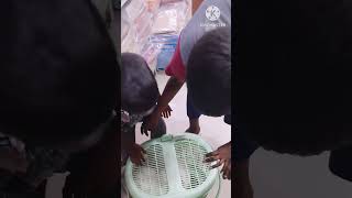 ఇంత పెద్ద పిల్లి ని మీరు ఎప్పుడైనా చూసారా#cat#YouTube shorts#viral video#