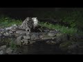 washi no yado_ blakiston’s fish owl observatory in hokkaido