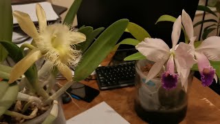 How to hybridize orchids: orchid pollination technique and orchid hybridization planning