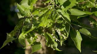 Celtis occidentalis - Hackberry; Sugarberry