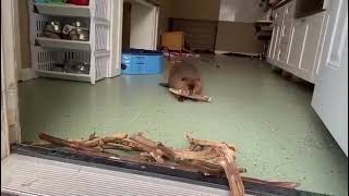 Бобер строит плотину в реабилитационном центре❤ Beaver building a dam at rehabilitation center #usa