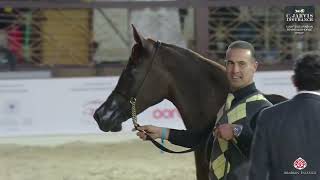 N 109 ASMAA JUHAYNA   KIAHF 2025   Arabian Peninsula Horse Show   Senior Mares Class 3B Class 3B