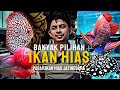 DIKIOS INI BANYAK PILIHAN IKAN HIAS YANG BIKIN NGILER !!! UPDATE HARGA IKAN HIAS DI JATINEGARA