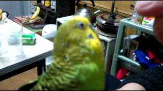 セキセイインコ　鳴き声？おしゃべり？その２