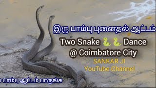 Snake dance பாம்பு புனைதல் ஆட்டம் | Two snake dance 🐍#coimbatore #snakevideo