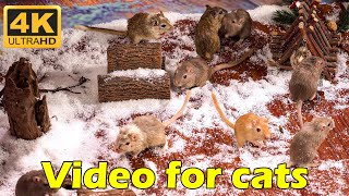 Cat TV: 3 Hours of Hilarious Cat and Mouse Chase – Must-Watch in 4K UHD | Catflix