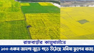 রাজবাড়ীর কালুখালীতে ১০০ একর জায়গা জুড়ে সরিষা চাষ করে লাখপতি মুরলি খোলার বাসিন্দারা