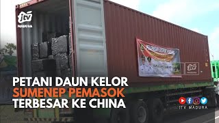 Petani Daun Kelor Sumenep Pemasok Ekspor Terbesar ke Nengara China