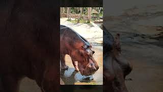 សត្វដំរីទឹក hippo #travel #meditation #angkor #angkortravel #nature #relax #world #zoo #animals