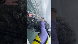 Touching grey whales! #wildlife #travel #shorts #ocean #oceanlife #baja #whale