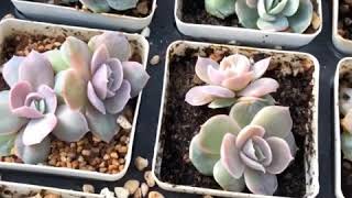 Echeveria Blue Surprise - Dual Heads G Succulents กุหลาบหินนำเข้า ไม้อวบน้ำ