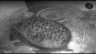 LIVE Igel Haus / Hedgehog House 24/7 Live Stream