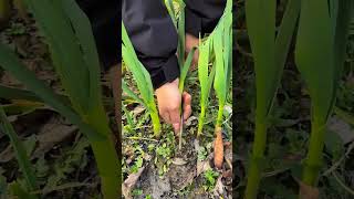 RT 94949812 mini rotary tillage and ridging all-in one tree 🌲 short view