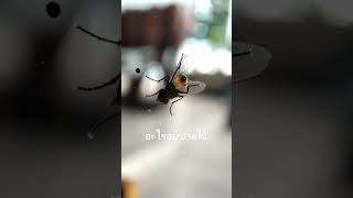 อะไรดิ้นหว่าาา #แมลง #แมลงวัน #fly #supermacro #ส่อง