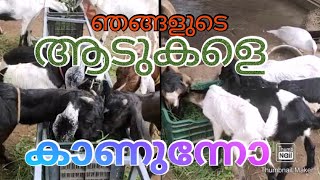 #farm #cow...പാവങ്ങളുടെ പശു.. ആട് എന്നത് എത്ര സത്യമാണ്