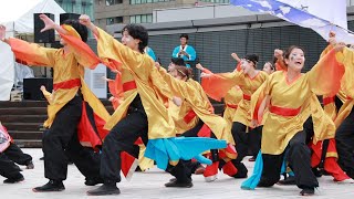 よさこい・どまつり2024 関西大学学生チーム\