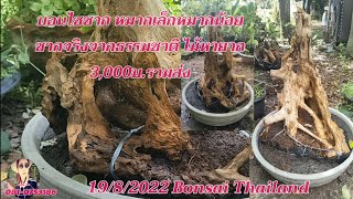 Bonsai บอนไซไม้ซากรากโหย่งโพลงสวย 3,000บ.❤️❤️🤟👍