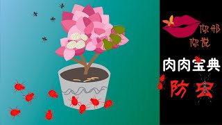 【你邢你说】肉肉宝典 - 多肉植物防虫害，预防大于治疗！