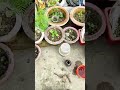 how to grow rose cutting gulab cutting kaise lagaen gardening terrace garden youtubeshort