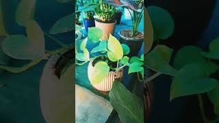 20 వేల రూపాయల మొక్కా? #home #garden #plants #gardening #minivlog #trending #viralvideo