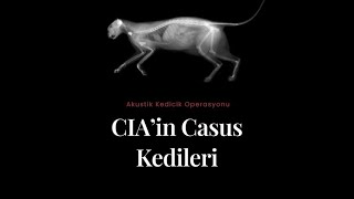 CIA casus kedileri #kedi #kediler #kedivideoları #araştırma #araştırmacı #abd #