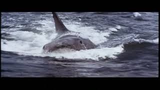 Jaws (1975) - 1979 Re-Release Trailer (4K)