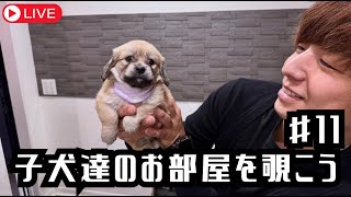 【犬７頭と暮らすおっさん】子犬部屋垂れ流し配信11【miniature dachshund】