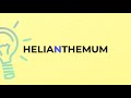 what is the meaning of the word helianthemum