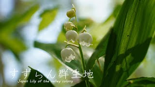 【すずらん】2023年　芦川のすずらん群生地