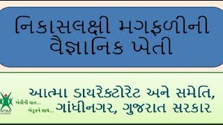 નિકાસલક્ષી મગફળીની વૈજ્ઞાનિક ખેતી