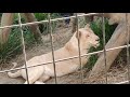 ♦沖縄こどもの国【⑤】white_lion・ホワイトライオン・リズム・漢字の勉強：此此・これこれ・・・・・okinawa zoo u0026 museum 20201127