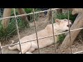 ♦沖縄こどもの国【⑤】white_lion・ホワイトライオン・リズム・漢字の勉強：此此・これこれ・・・・・okinawa zoo u0026 museum 20201127