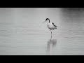 pied avocet sweden shorebird