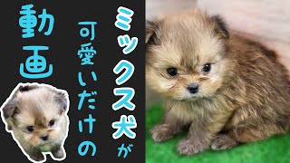 ミックス犬(ポメラニアン×シーズー)ポメシー・子犬【鶴見元宮店】