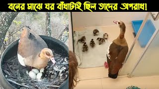 হতভাগা এক বন্য চিনা হাঁসের জীবন কাহিনী | পাখির গল্প : ৫১ |The life story of Wild Duck