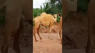 Ciyaarta Ugu Qosolka Badan Ee Laga Ciyaaro Dhulka Somalida Somaliland