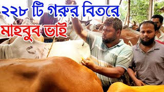 ২২৮ টি গরু নিয়ে মাহবুব ভাই চান্দিনা হাটে || ১৪০ টি গরু বিক্রি হয়ে গেছে ||| #গরুর হাট #সাদেক এগো