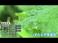 全国最低の1.0℃ 開田高原で観測　県内29地点で今季最も寒い朝に（abnニュース2023.10.03）