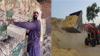 Huge Wheat Straw Piles are Converted in Square Bales in Press Machine