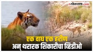 Sundarban Tiger Video: हरणाची शिकार करायला वाघाने थेट नदीमध्ये उडी मारली, पण... ; वाघाच्या शिकारीचा