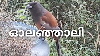 ഓലഞ്ഞാലി | Rufous Treepie | Indian Treepie