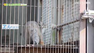 【東山動植物園公式】マヌルネコ の鳴き声《 マヌルネコ 》